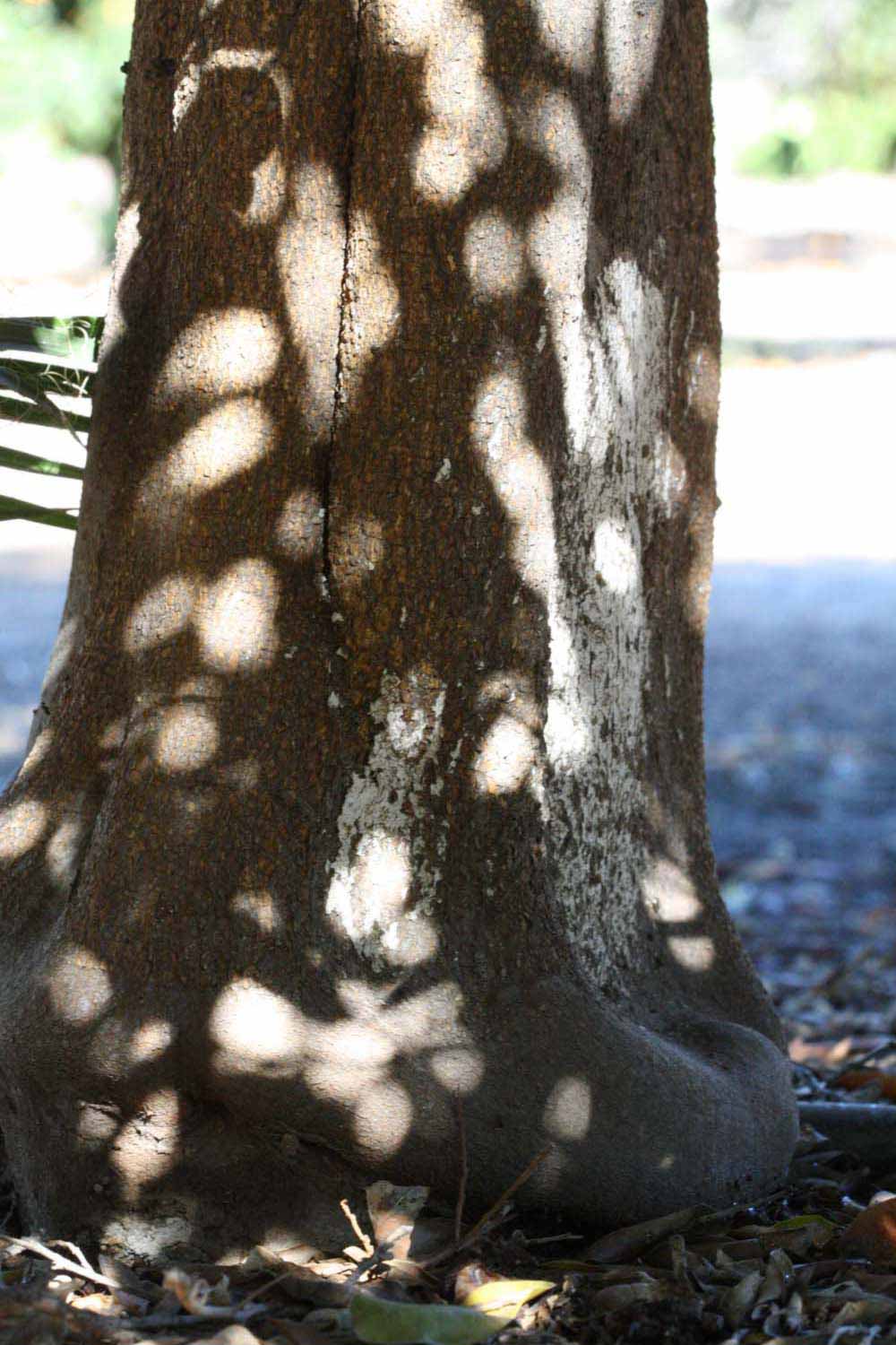            Bark (Riverside, CA)   